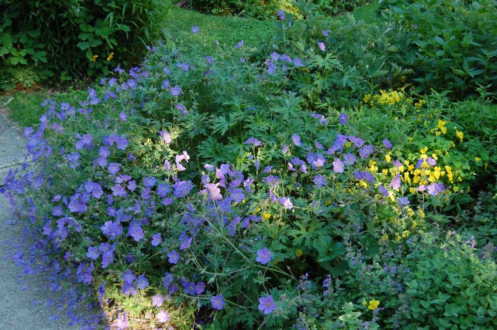 Geranium 'Johnson's Blue'