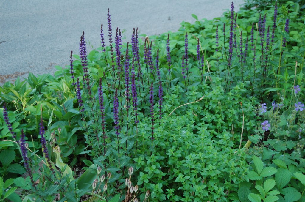 Salvia Caradonna'