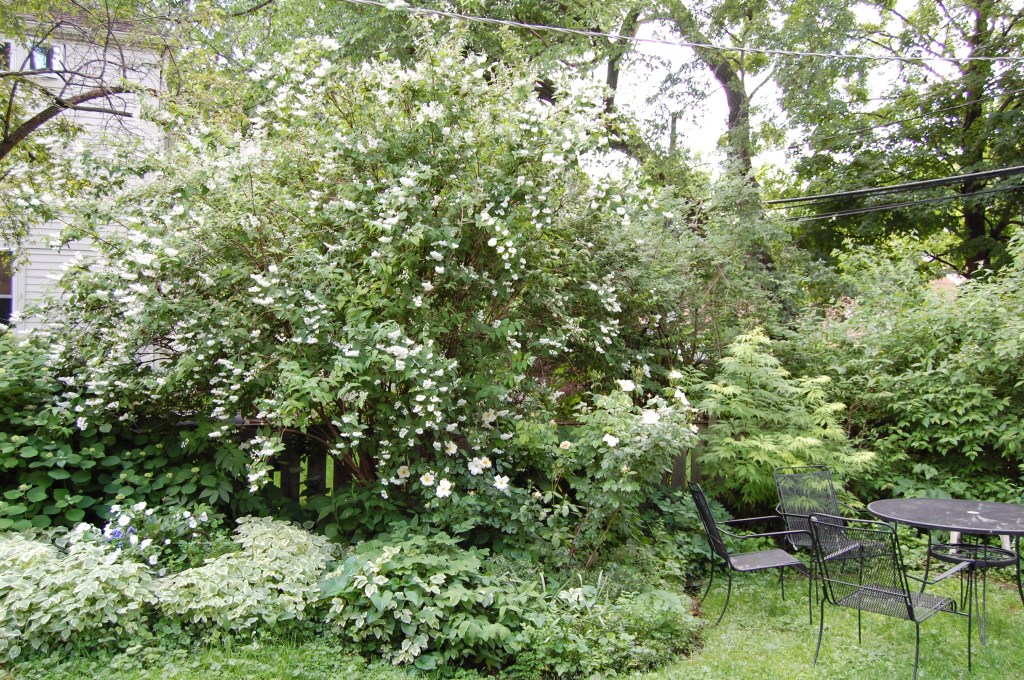 Deutzia