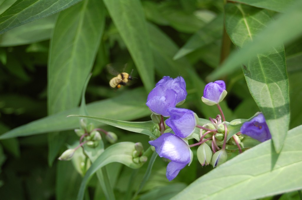 Ohio Spiderwort