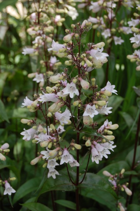 Penstemon 'Husker's Red'