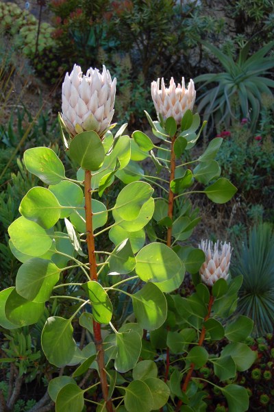 Protea