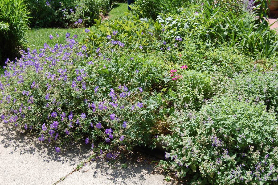 Geranium 'Johnson's Blue'