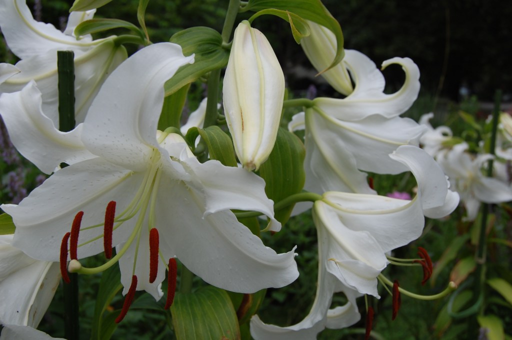 Casa Blanca Oriental Lily