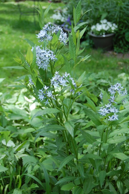 Blue Star 'Blue Ice'