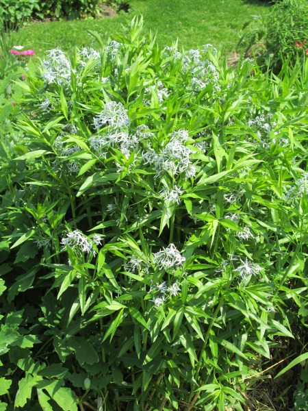 Blue Star: A closer look.