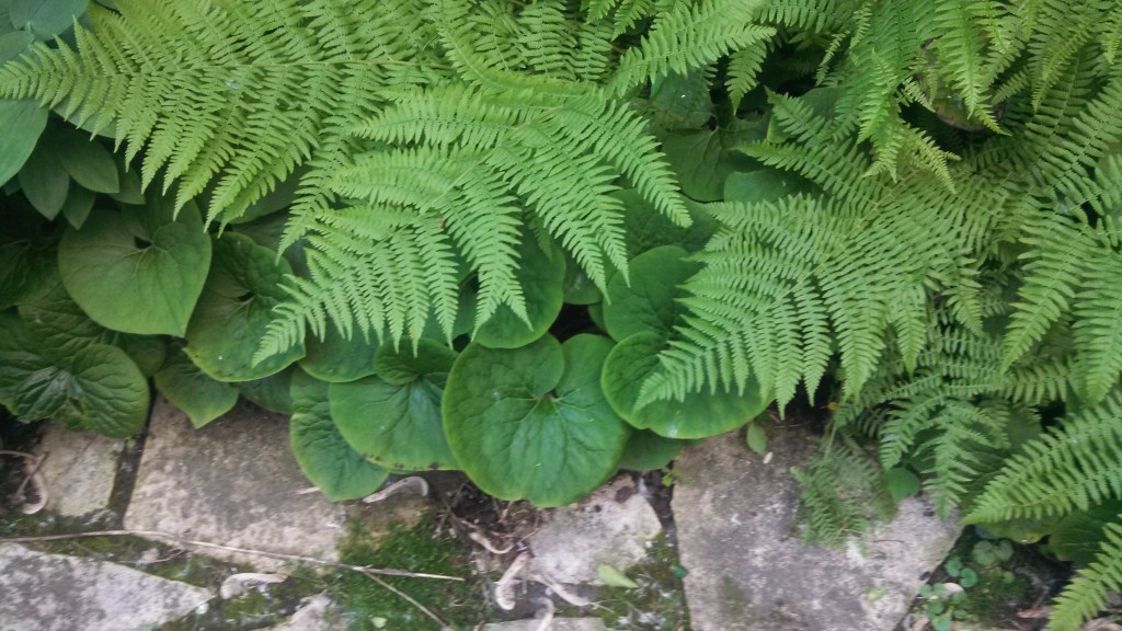 Lady Ferns with Wild Ginger.