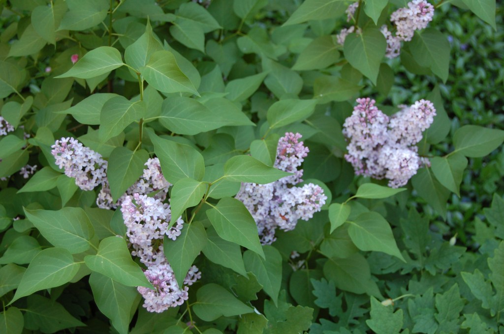 Our common lilac, planted last year. I put this in to make Judy happy, but I love it as much as she does.