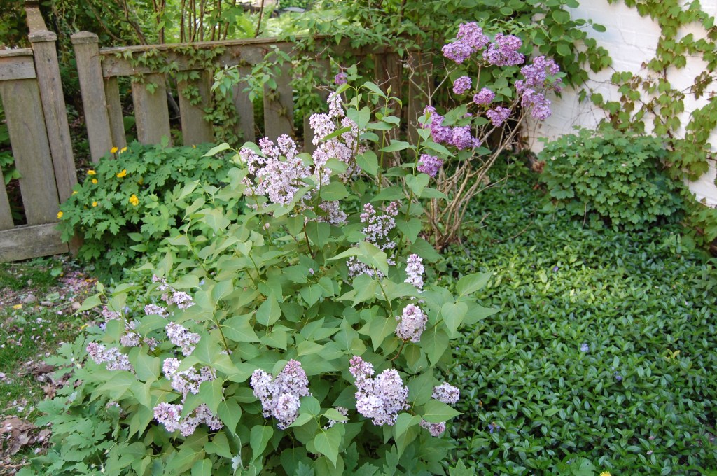 Eventually this lilac should reach ten feet or so.