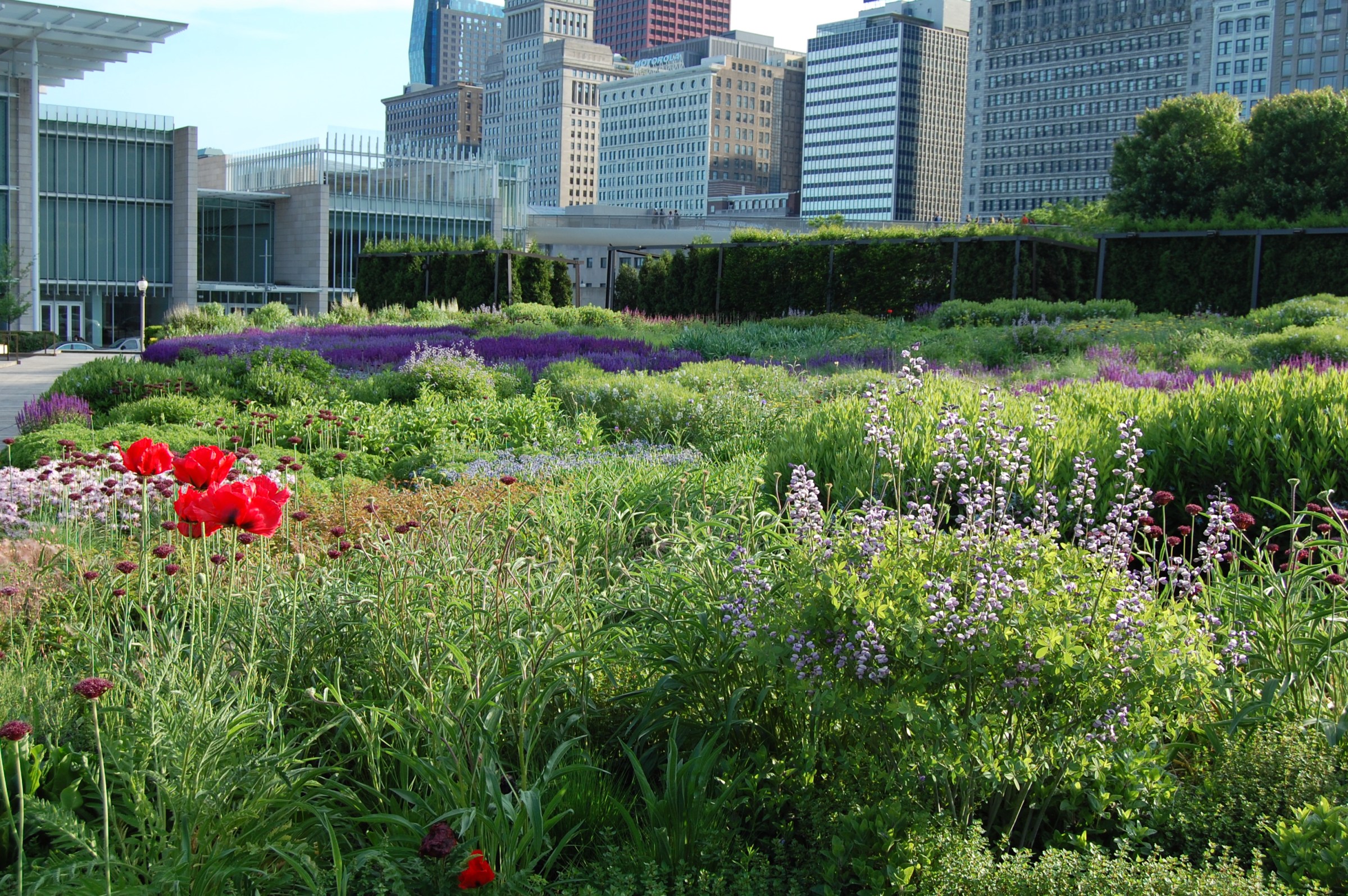 Red Poppies Lurie Garden