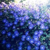 Morning Glory Heavenly Blue