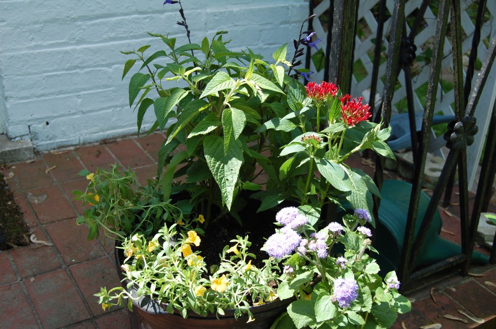 Summer Flowering Containers