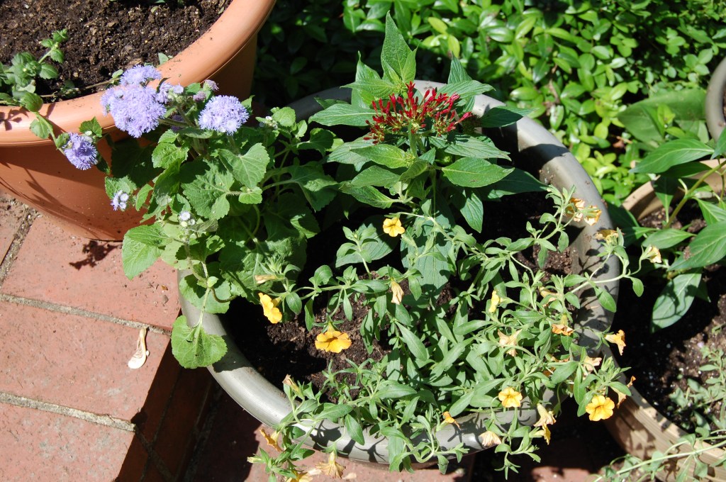 Summer Flowering Container