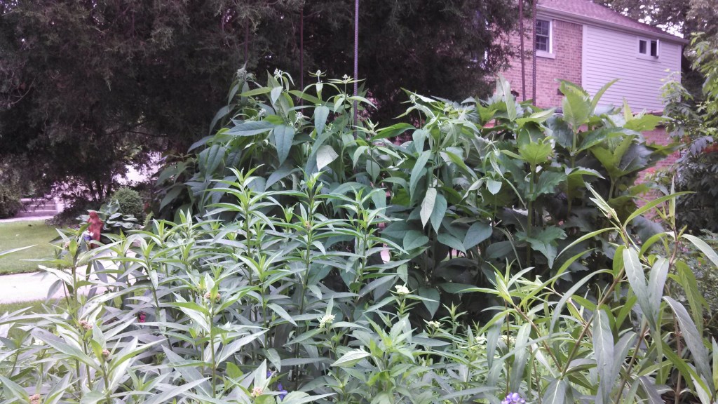 Swamp Milkweed, Sweet Joe Pye Weed