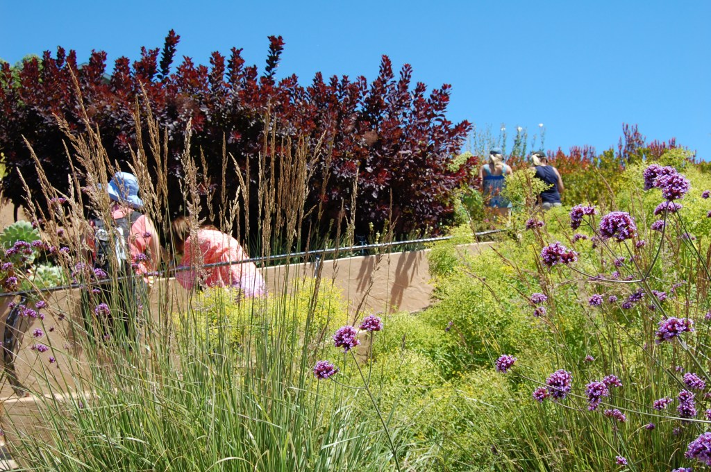 I believe that's Verbena bonariensis in the foreground.