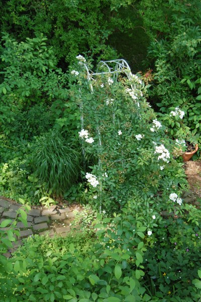 'Darlow's Enigma' blooming on our arbor, seen from the back porch roof.
