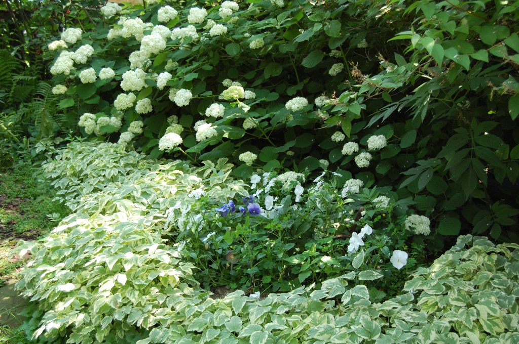 Annabelle Hydrangeas