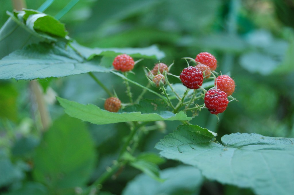 Black Raspberries Unripe
