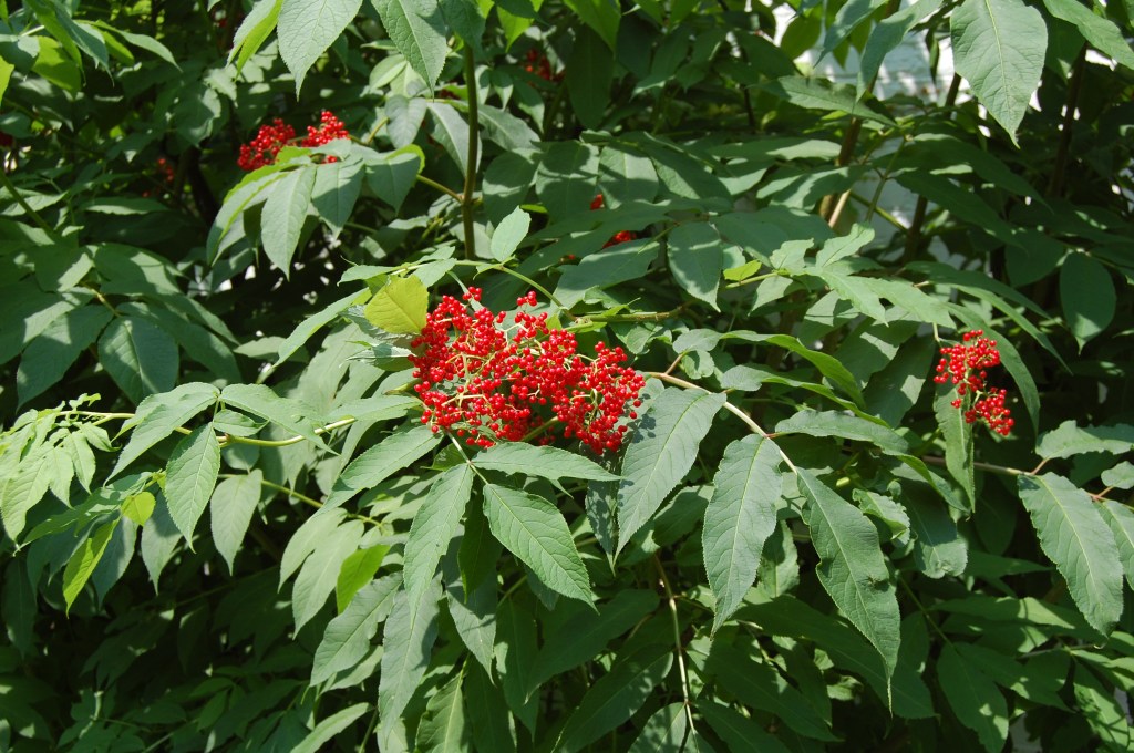 2013-07-04 11.56.41 red elderberry