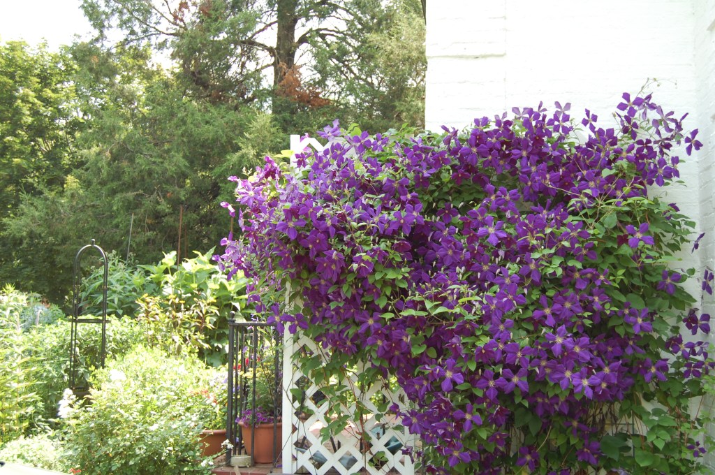 Clematis 'Jackmanii'