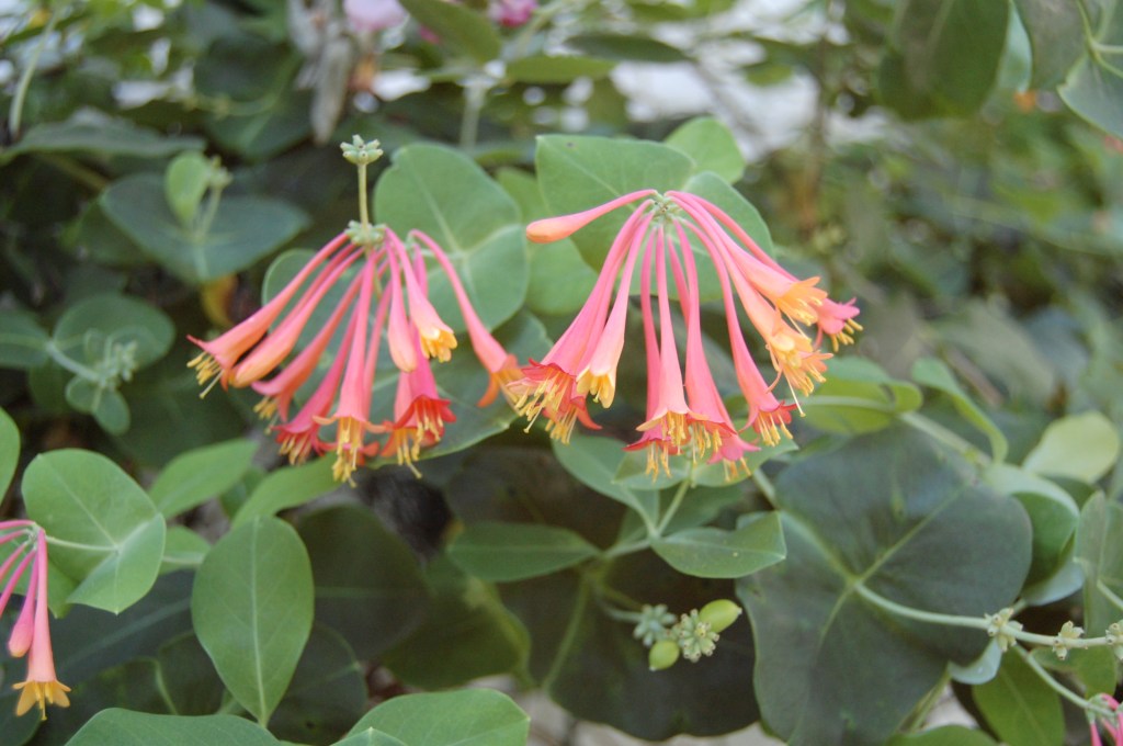 2013-07-13 18.31.31 clematis
