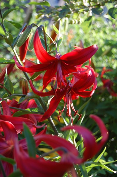 Asiatic Lilies