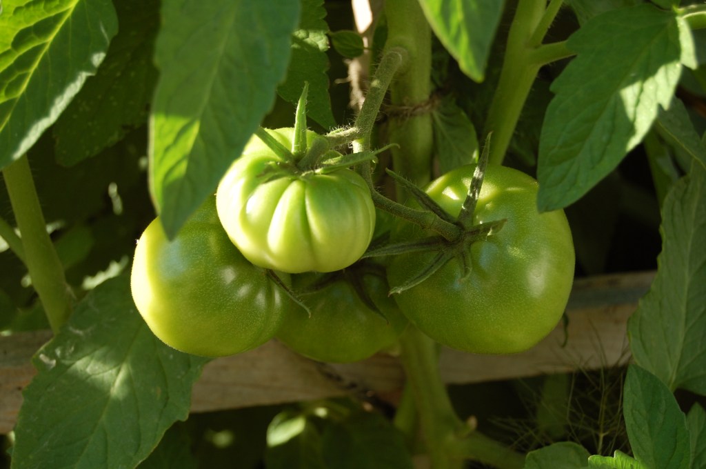 green tomatoes