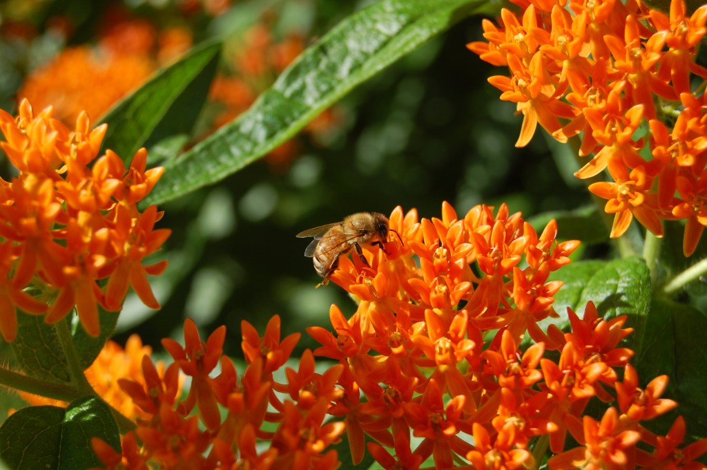 Butterflyweed and bee