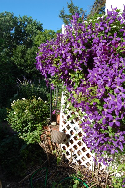 Jackman clematis
