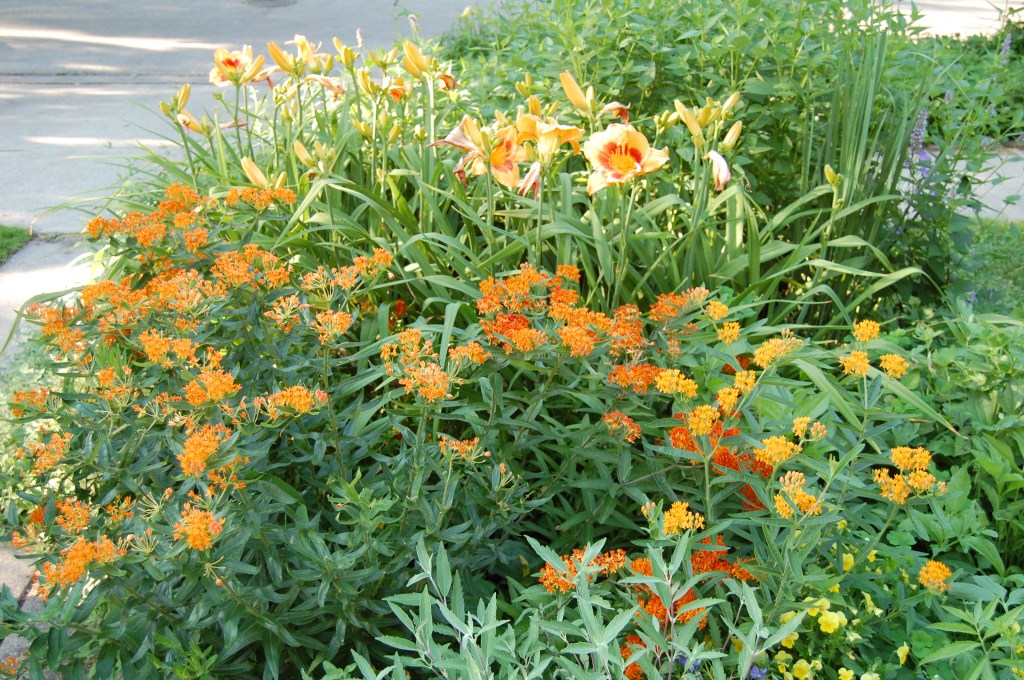 Butterflyweed Eye-yi-yi
