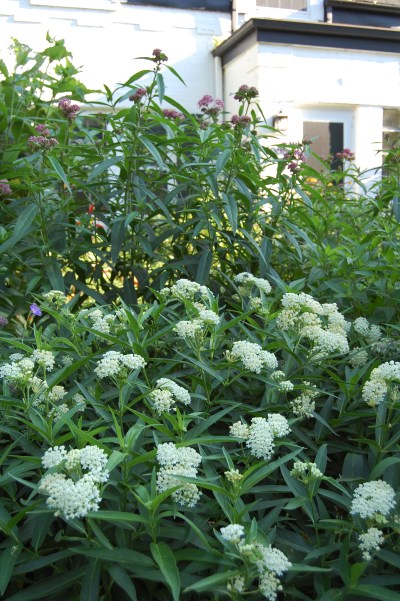 Red Milkweed Swamp Milkweed Ice Ballet