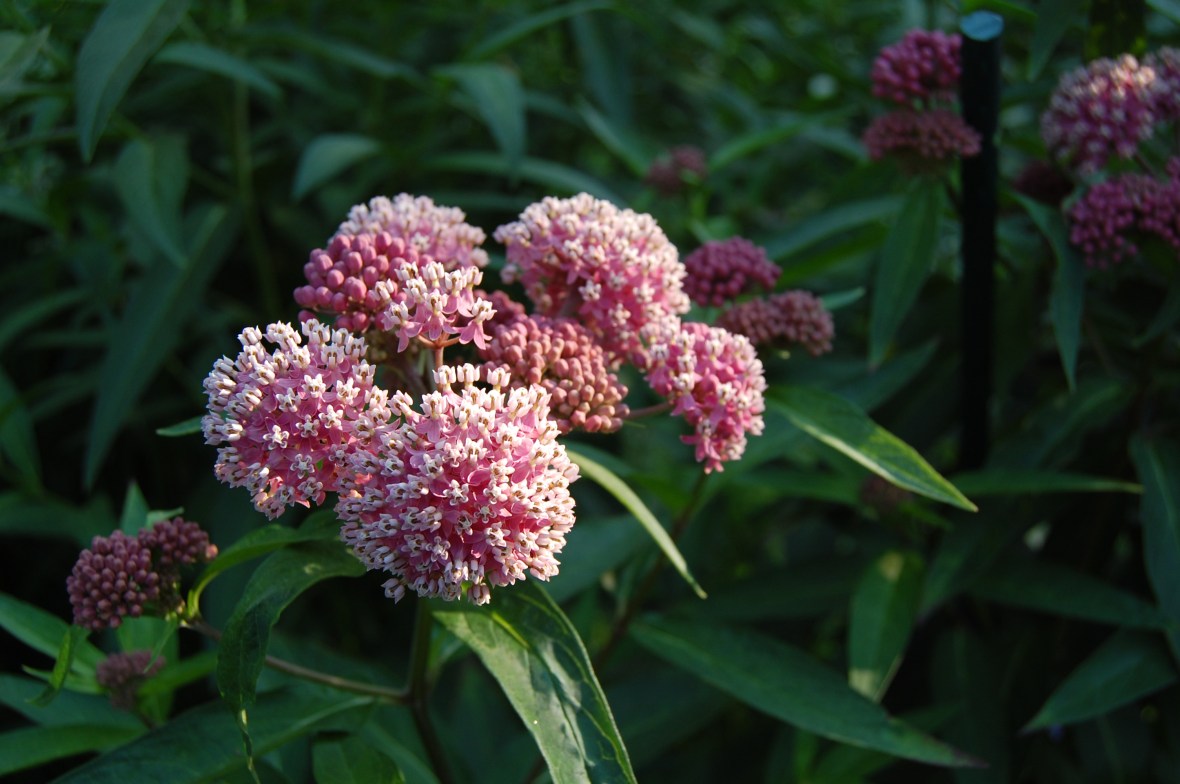 2013-07-13 18.45.42 swamp milkweed