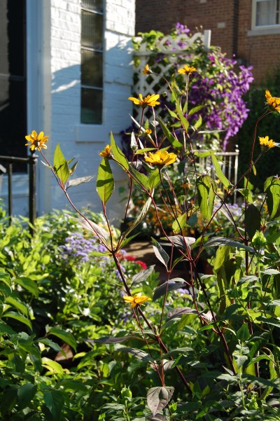 Early Sunflower 'Prairie Sunset'