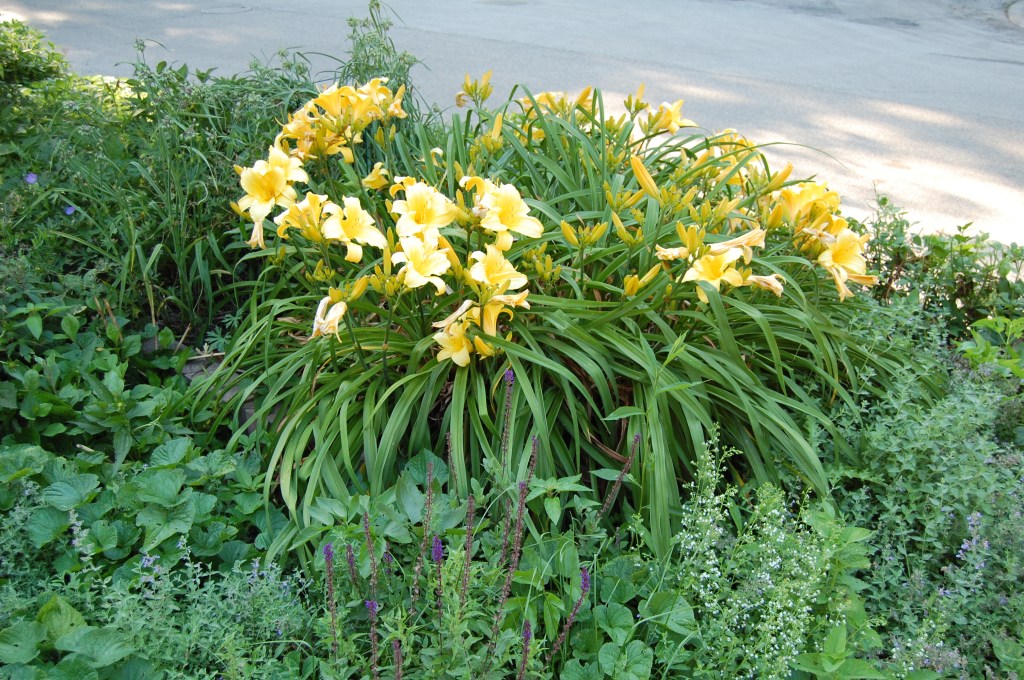 Daylily that makes me think of bananas.