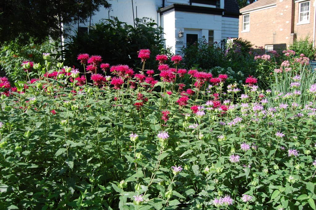 Bee Balm Raspberry Wine Wild Bergamot