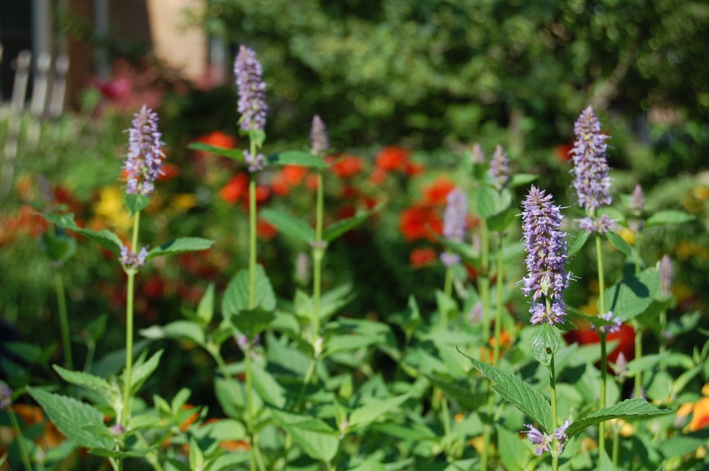 Anise Hyssop