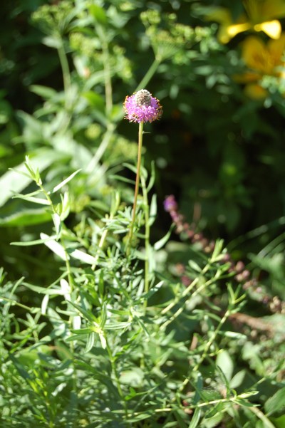 Doesn't look so exciting now, but when you have a clump it does look nice. Also a great pollinator plant.