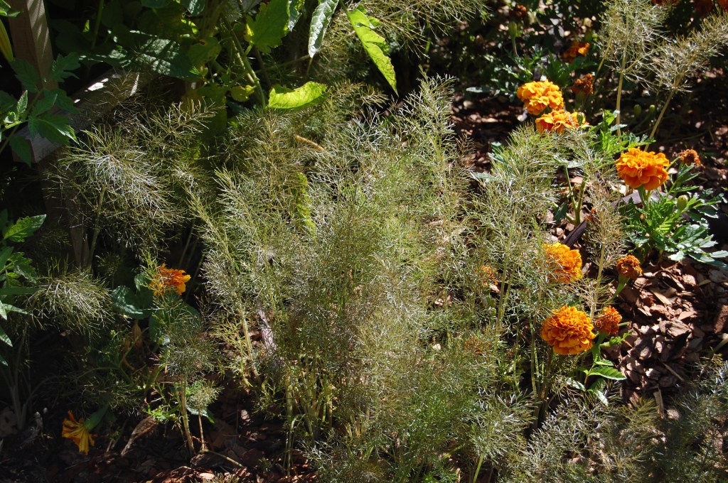 Self-sown fennel.
