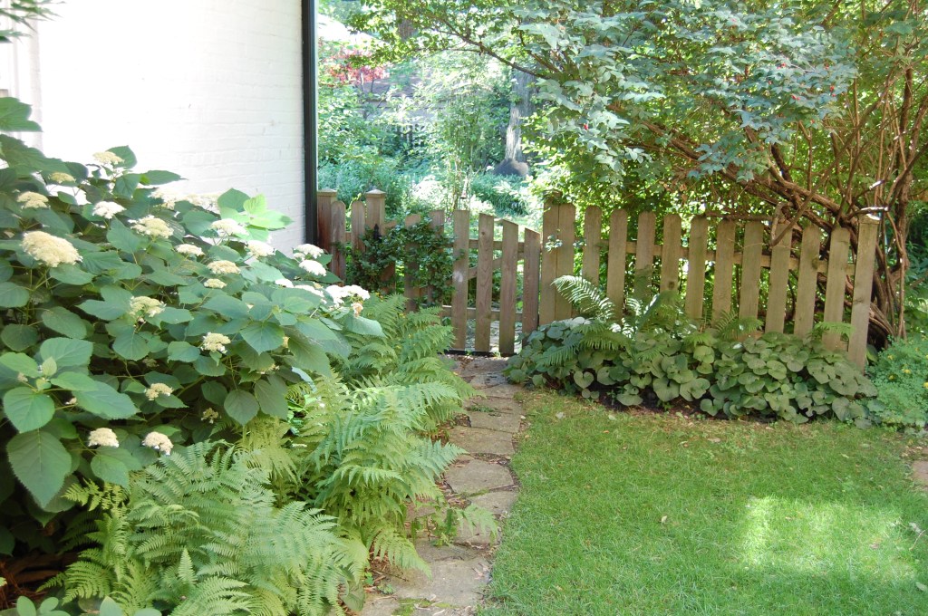 Lady Ferns, Wild Ginger, 