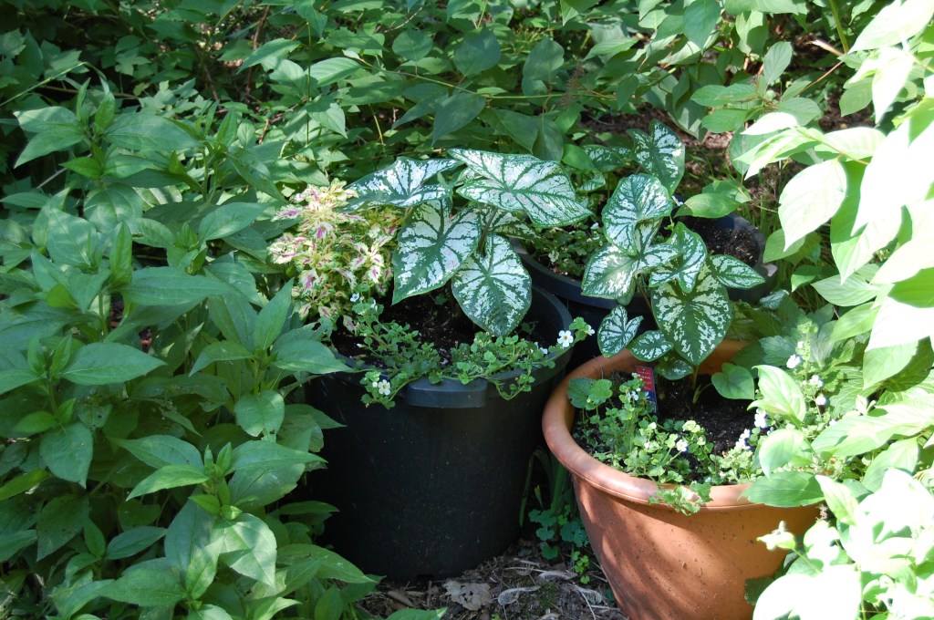 Caladium and Bacopa
