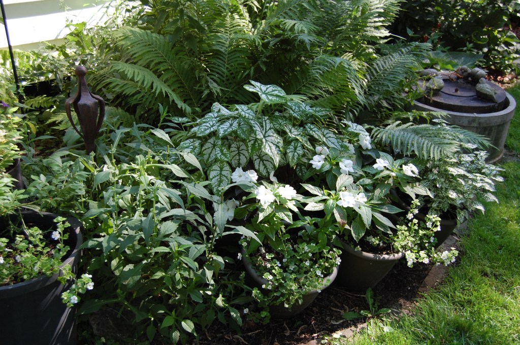New Guinea Impatiens