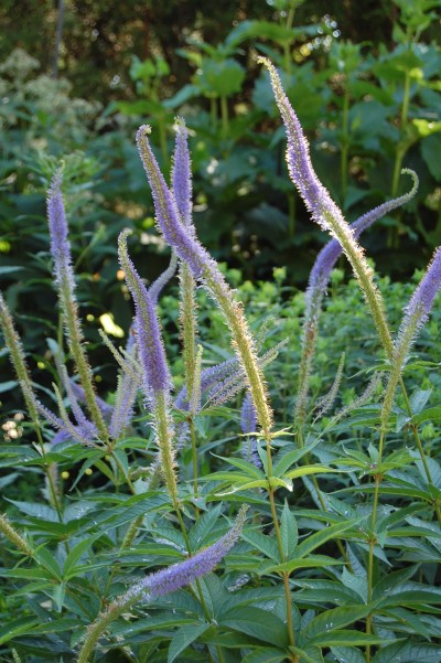 Culver's Root 'Inspiration'