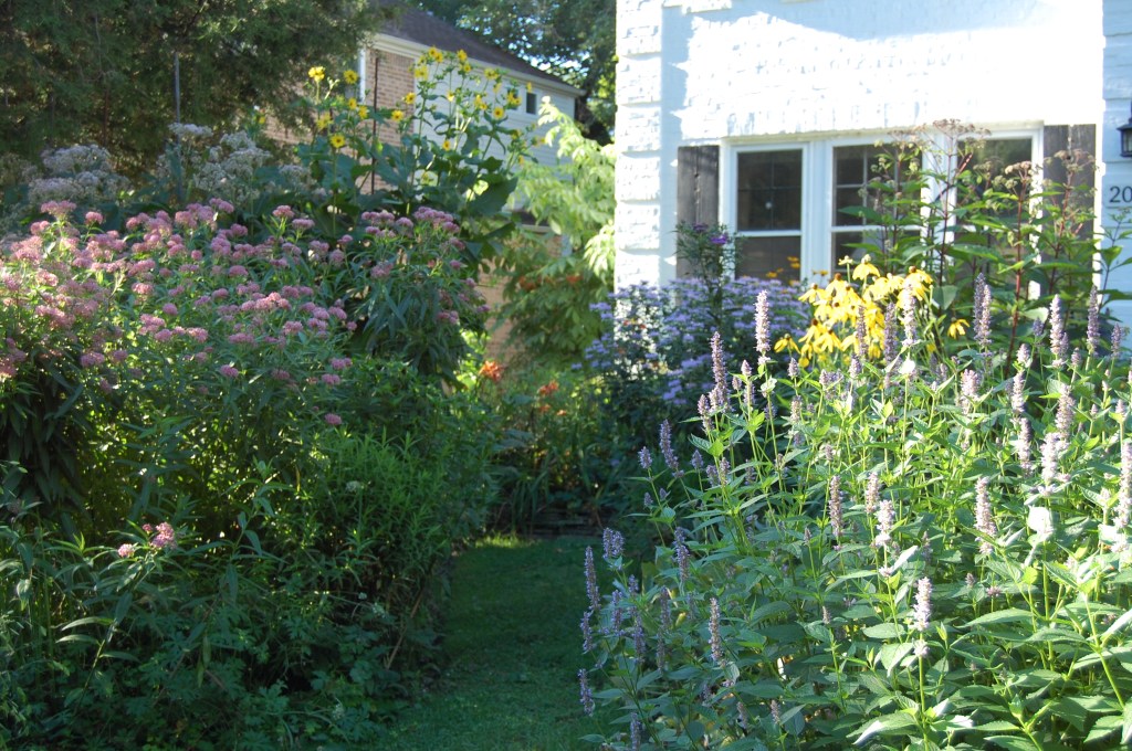 Anise Hyssop, Swamp Milkweed, Cup Plant