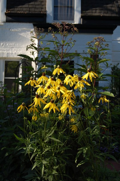 Yellow Coneflower, Joe Pye Weed