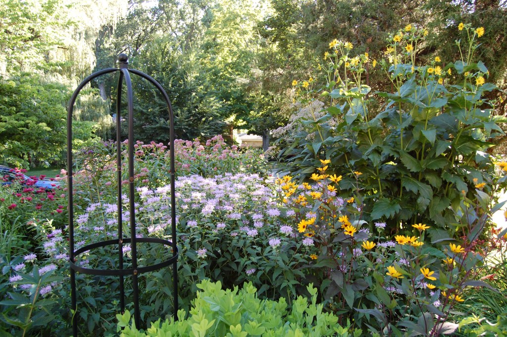 Wild Bergamot, Early Sunflower 'Prairie Sunset', Wild Bergamot, Cup Plant, Sweet Joe Pye Weed