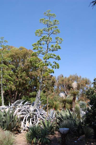 agave spike