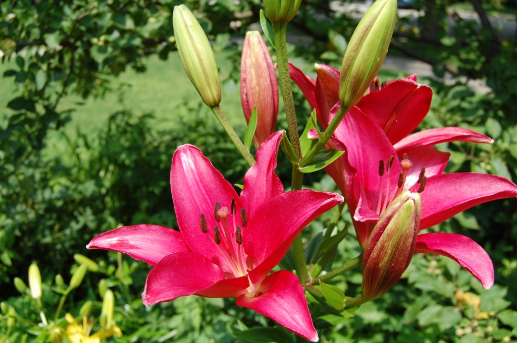 Asiatic Lilies