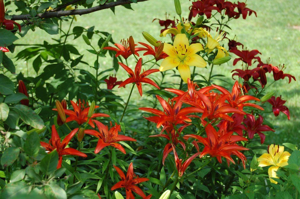 Asiatic Lilies