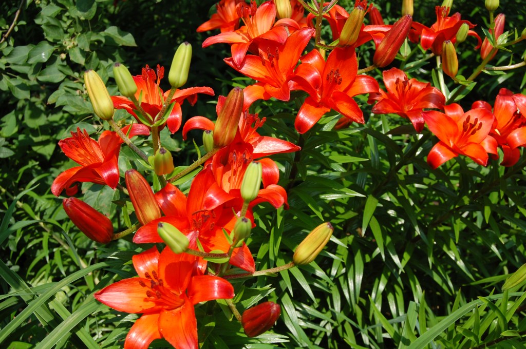 asiatic lily july 13