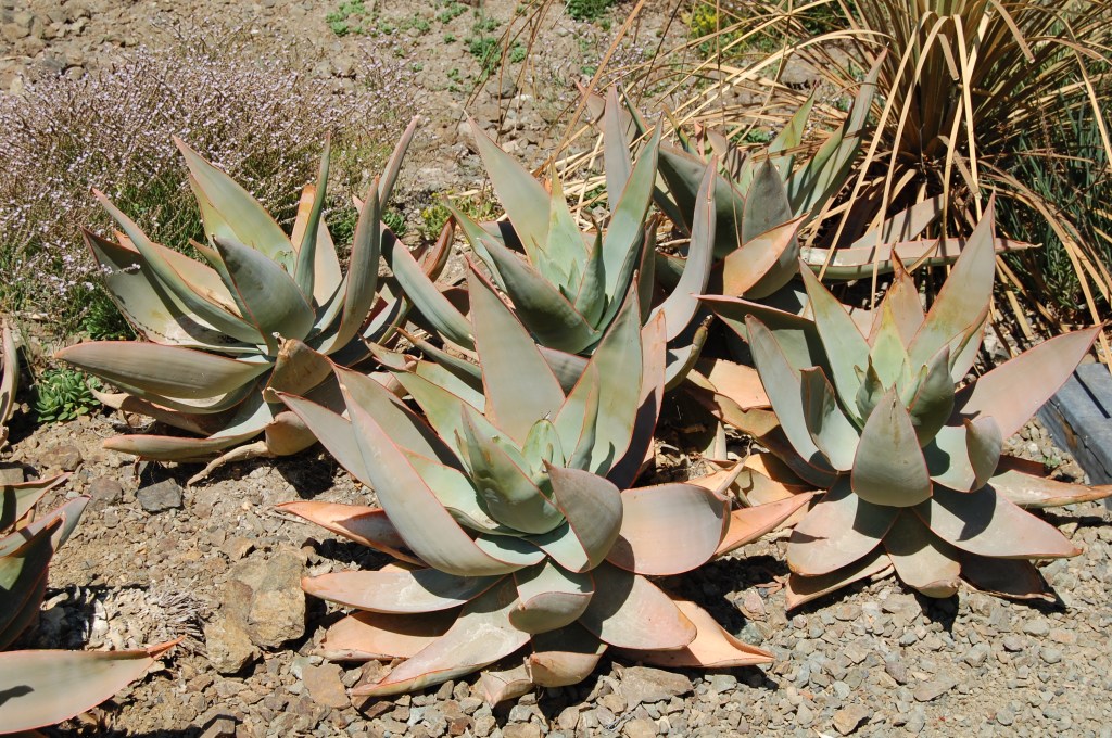 big aloes